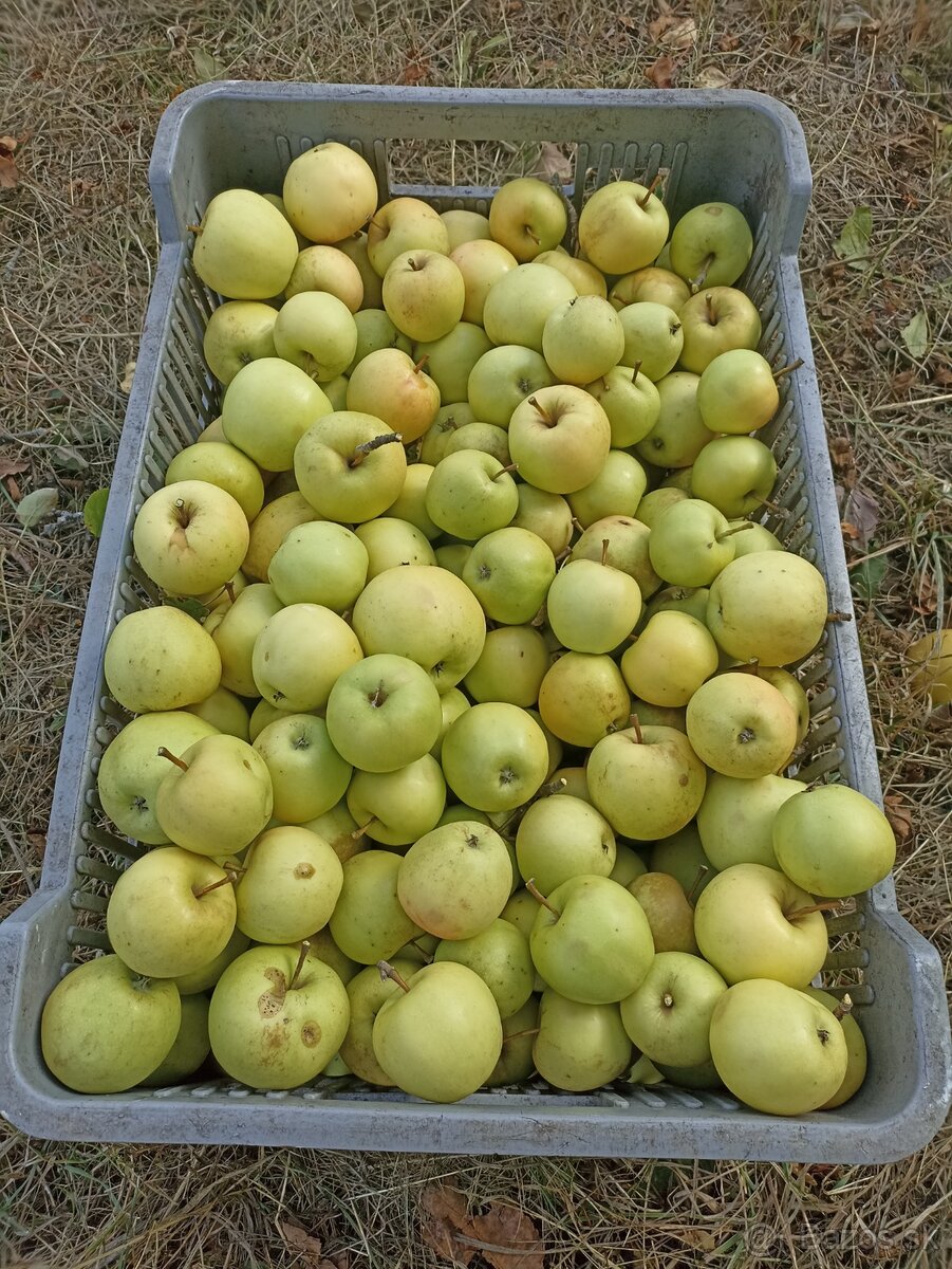 Predám jablká - 2