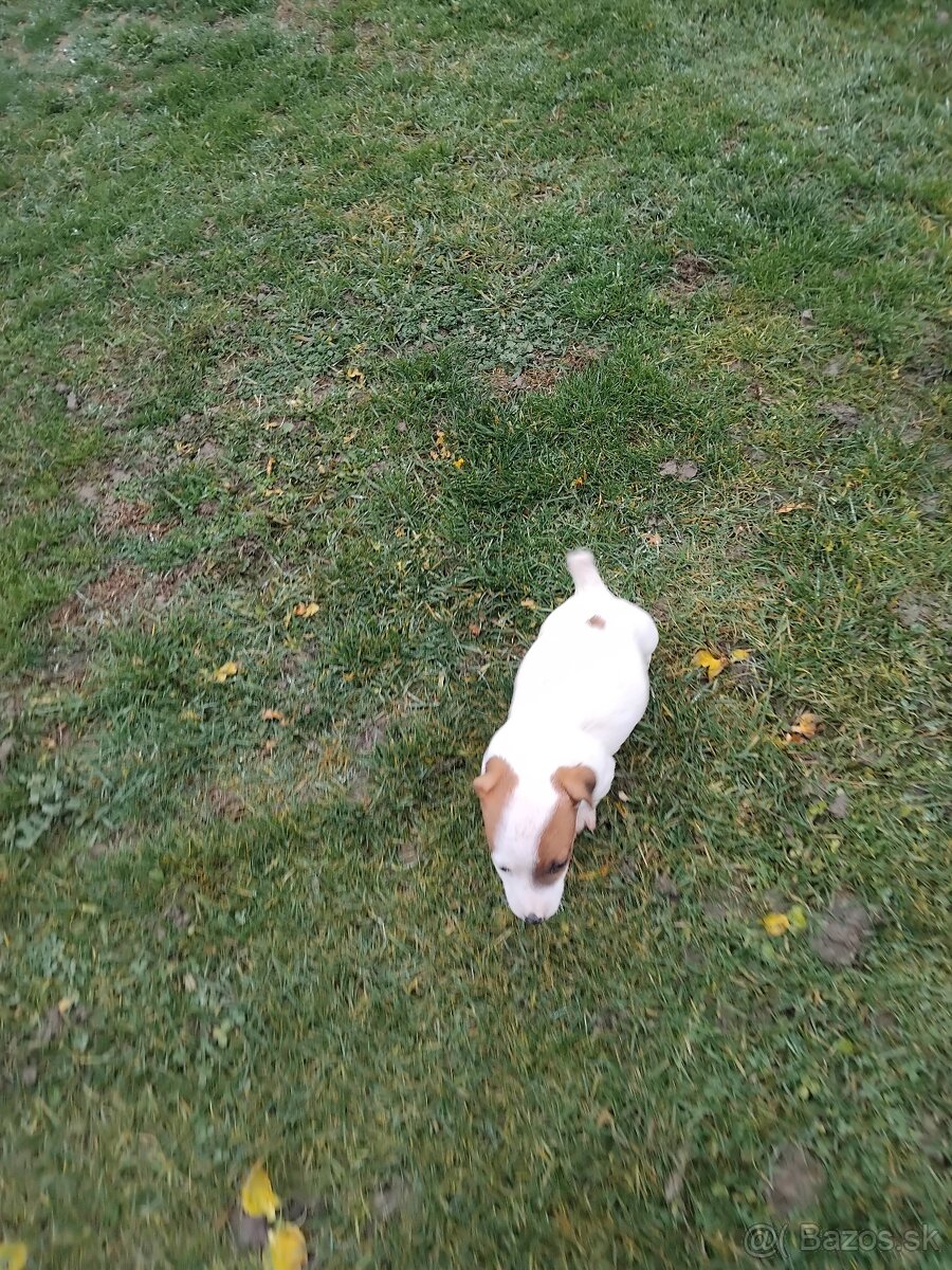 Predám šteňatá Jack Russel - 2