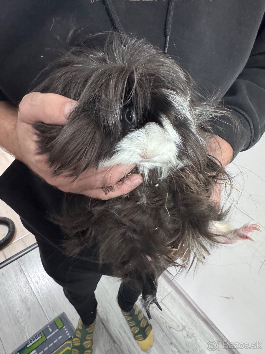 Dlhosrsté morské prasiatko - 2