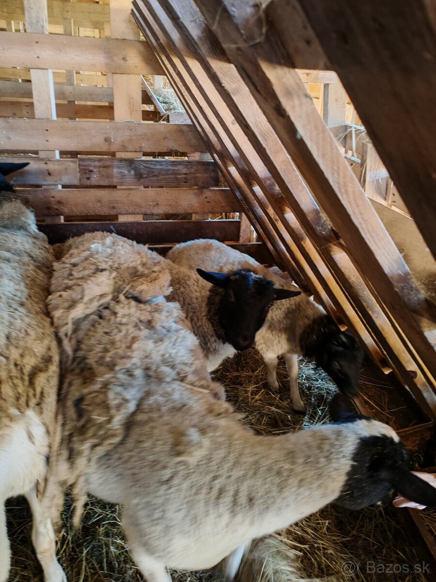 Barančeky dorper - 2