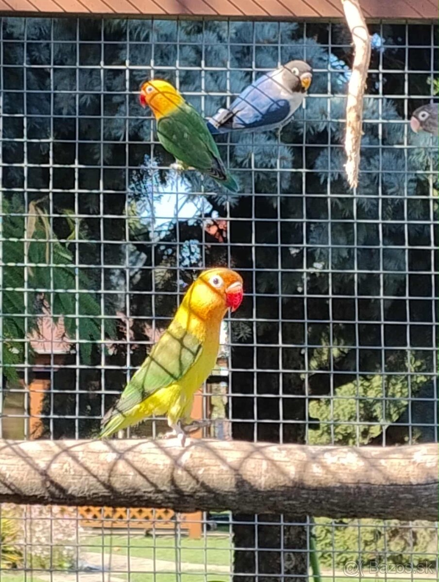 Agapornis fisher a škraboškový - 2