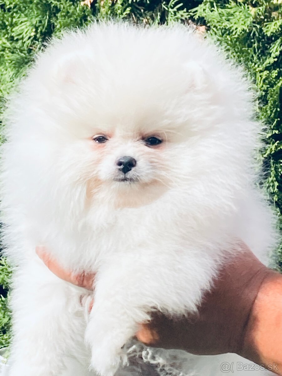 Pomeranian s PP - 2