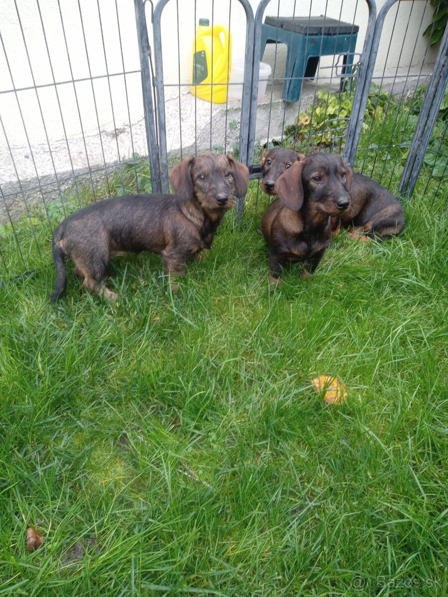 Jazvecik hrubosrsty s PP - 2