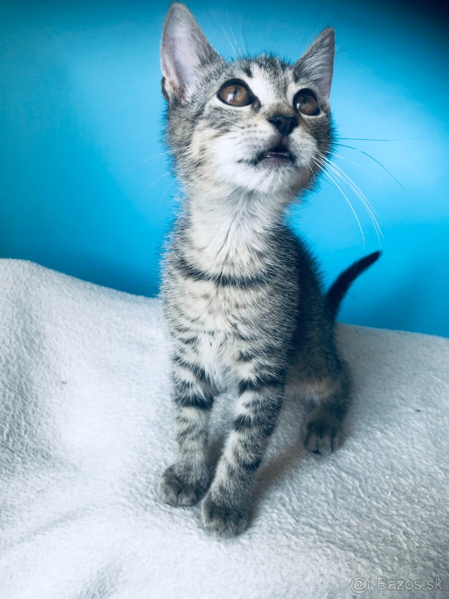 ZIGGY SI HĽADÁ DOMOV VO VNÚTRI - 2