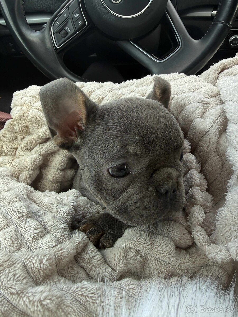 Francuzsky buldoček - 2