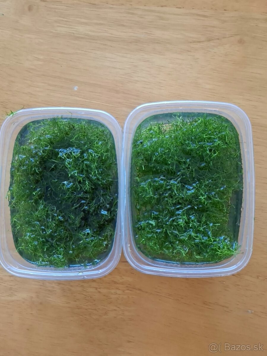 🌿 PREDÁM JÁVSKY MACH 🌿 - 2