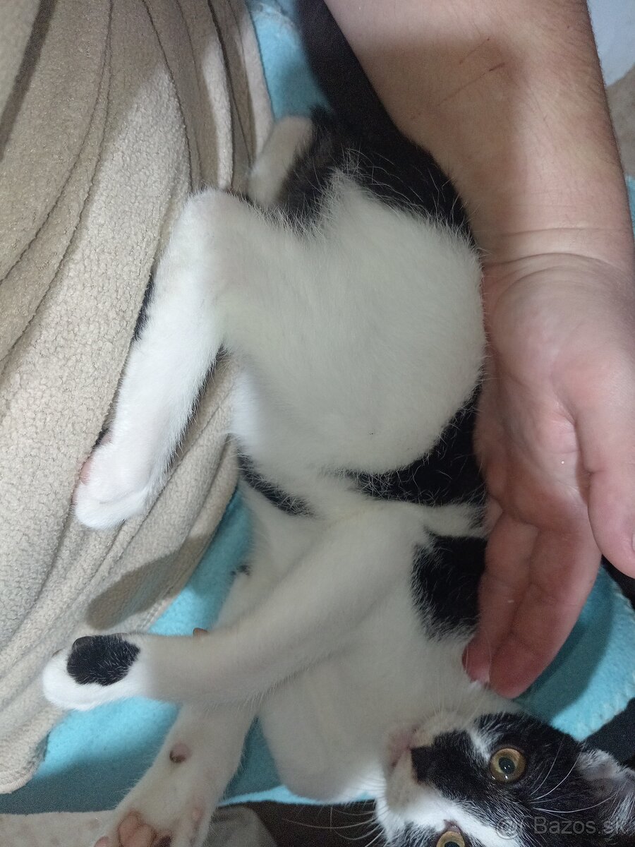 Darujeme mačiatka - 2