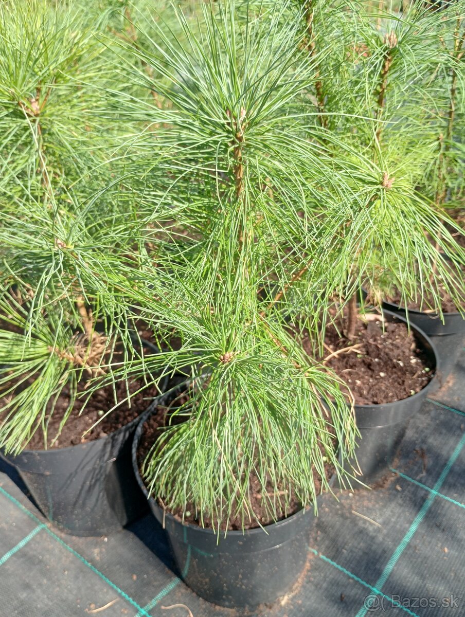 Borovica Rumelská - 2