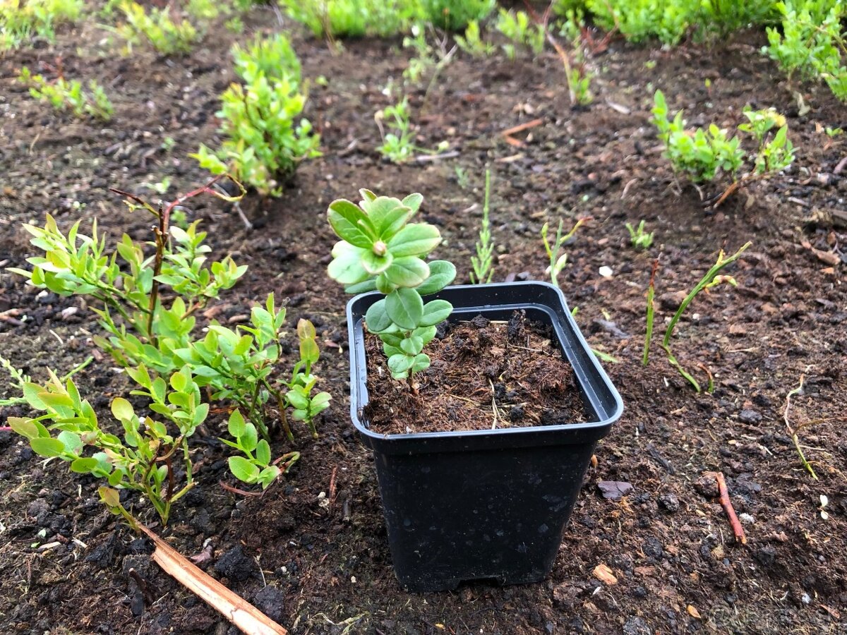 sadenice brusnice VACCINIUM VITIS-IDAEA ´KORALLE´ BRUSNICA - 2