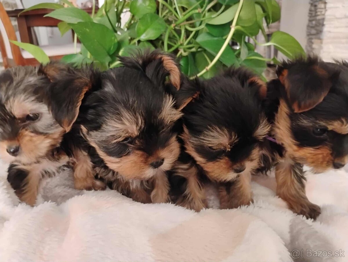 Yorkshirsky teriér mini - 2