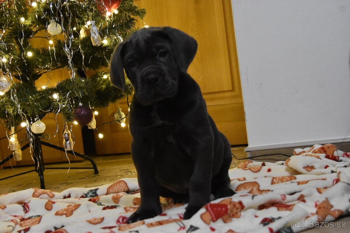 Štěňátka Cane Corso - 2