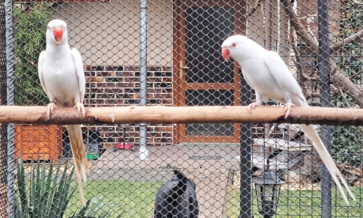 Predám Alexander malý - 2