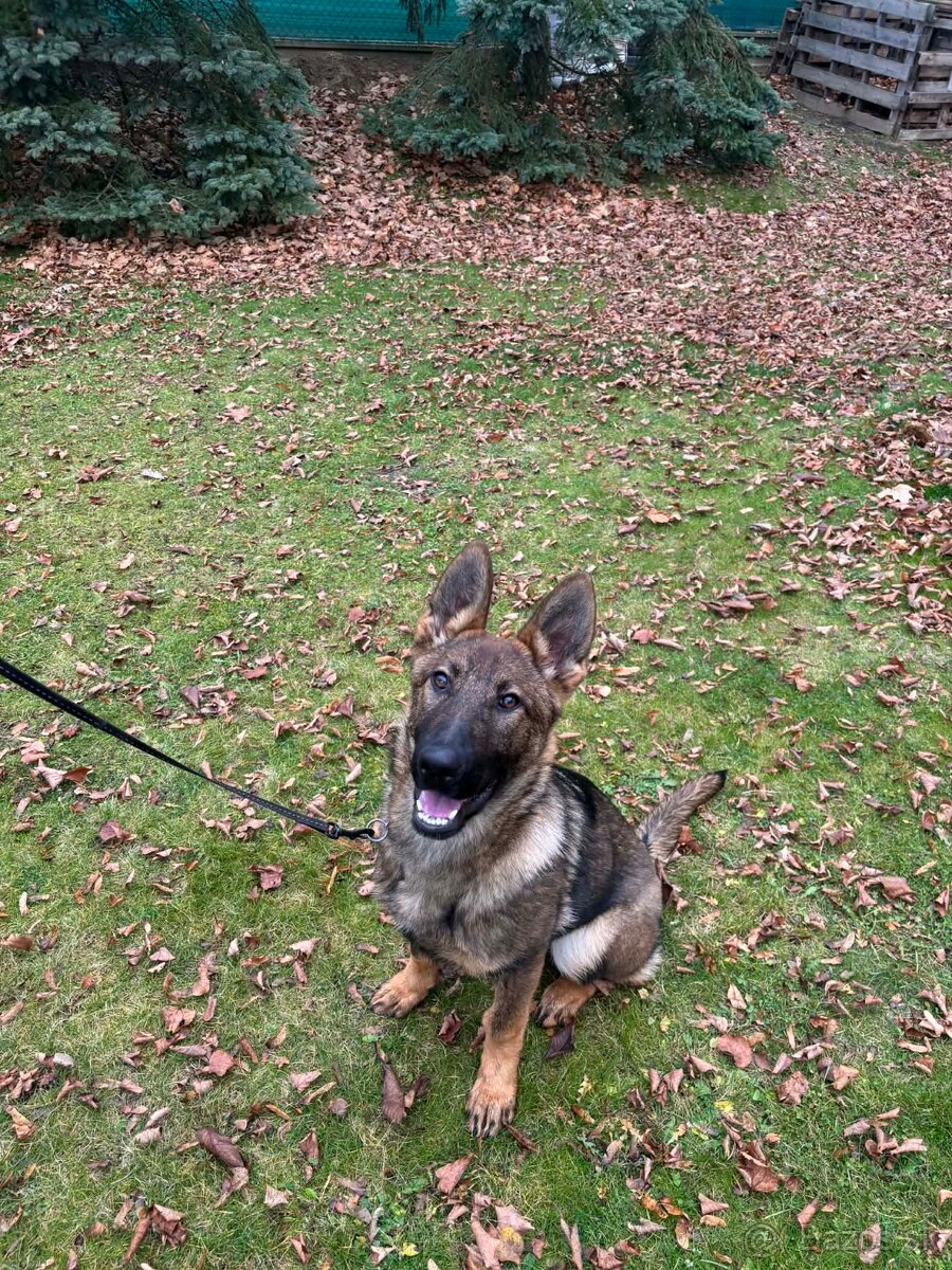 Fenka NO - FIALKA - 2