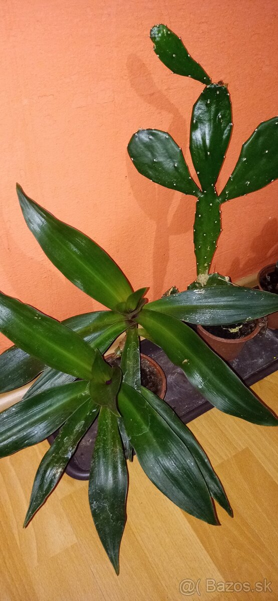 Mix izbových rastlín - 2