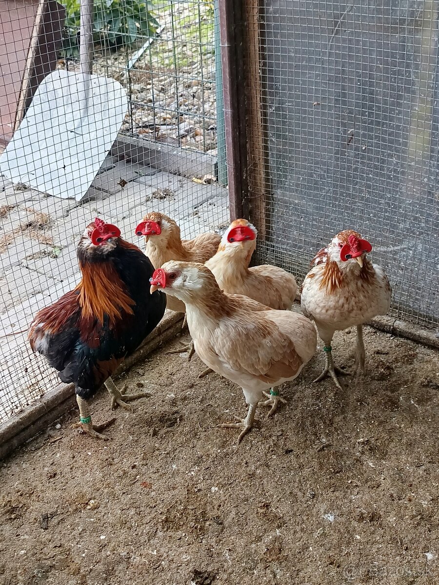 Araukana zdrobnělá pšeničná a žíhaná - 2