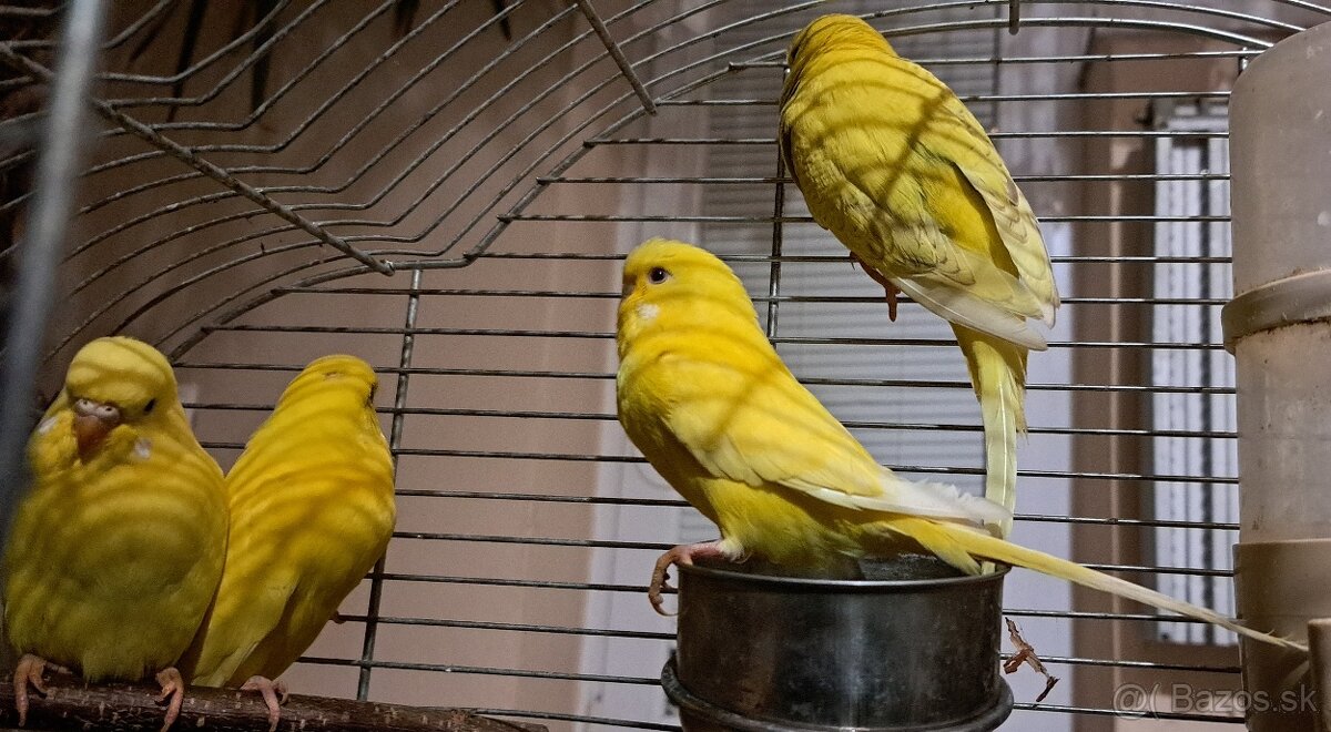 Papagájec vlnkovaný - 2