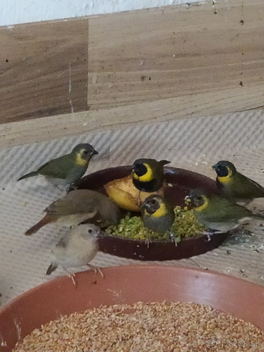 Drobotina kubánka malá - 2