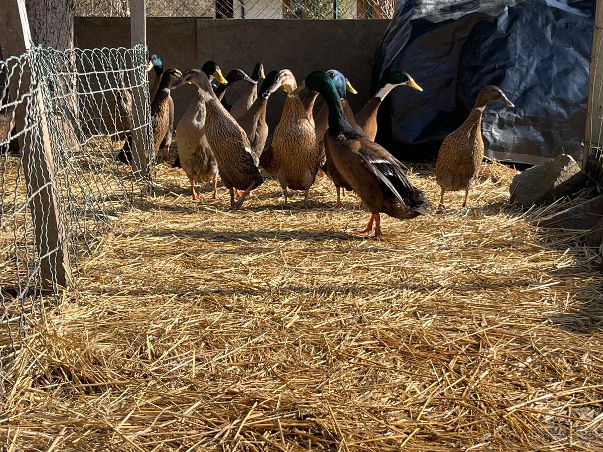 Indické bežce na predaj - 2
