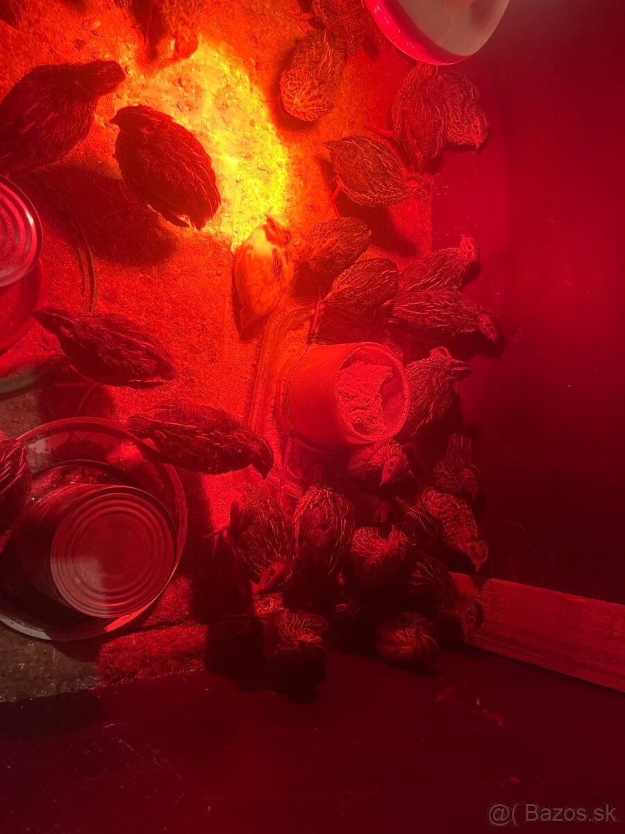 Japonske prepelice faraon - 2