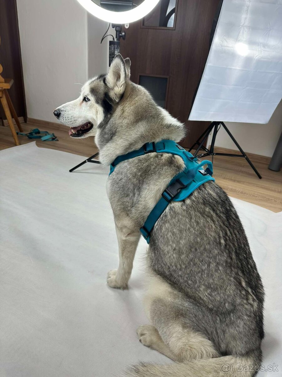 Postroj pre psa na mieru - 2