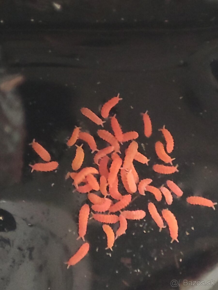 bilobella braunerae - červené chvostoskoky - 2