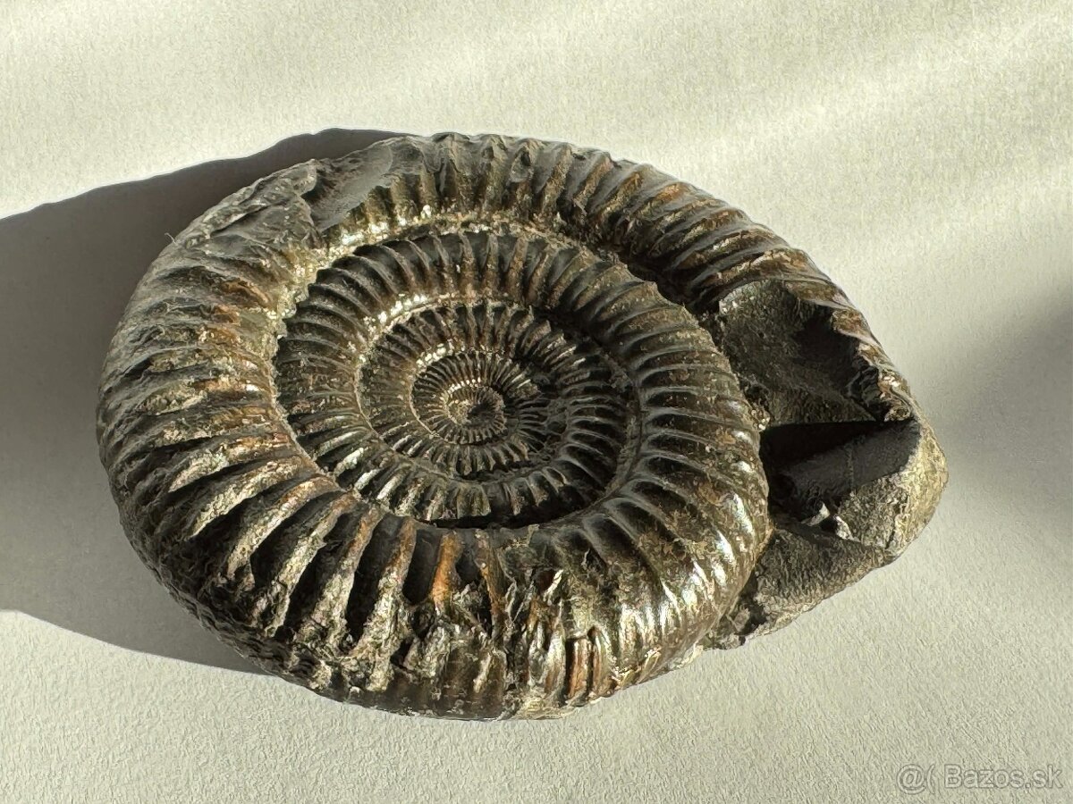 Predám peknú originálnu fosíliu amonita z obdobia jury - 2