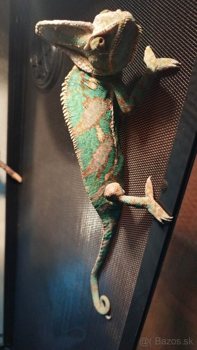 Chameleon jemensky – par - 2