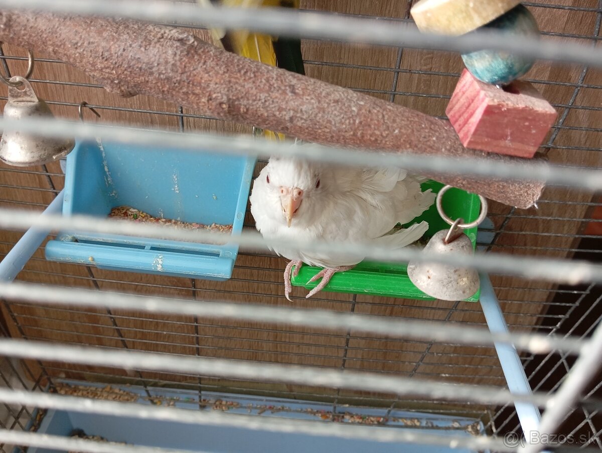 Korely chochlate - 2