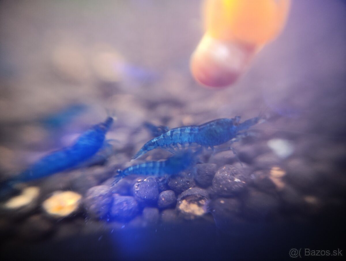 Krevetky blue topaz - 2