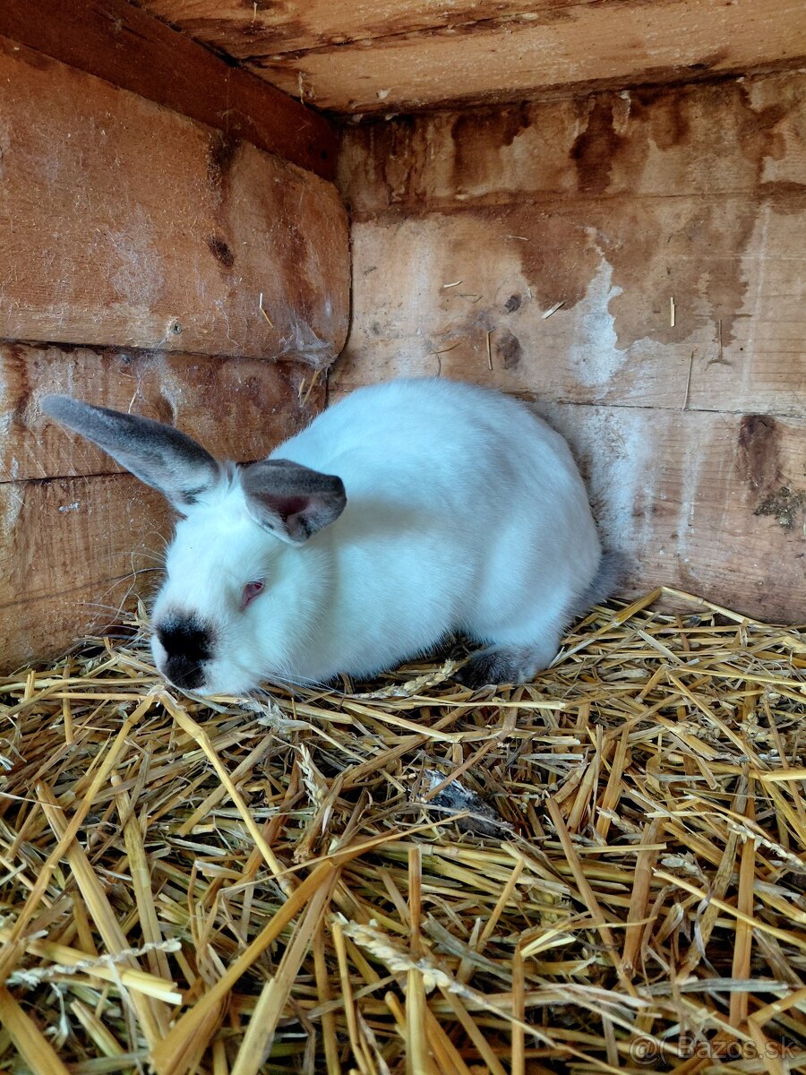 Predám králiky - 2