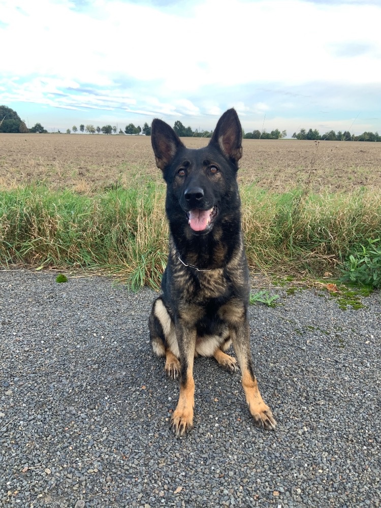 Německý ovčák - štěňata s PP - 2