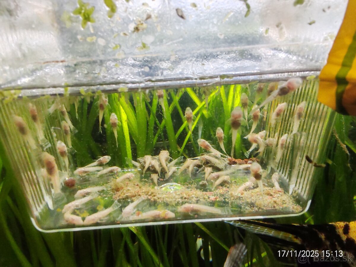 Albín prisavník - 2