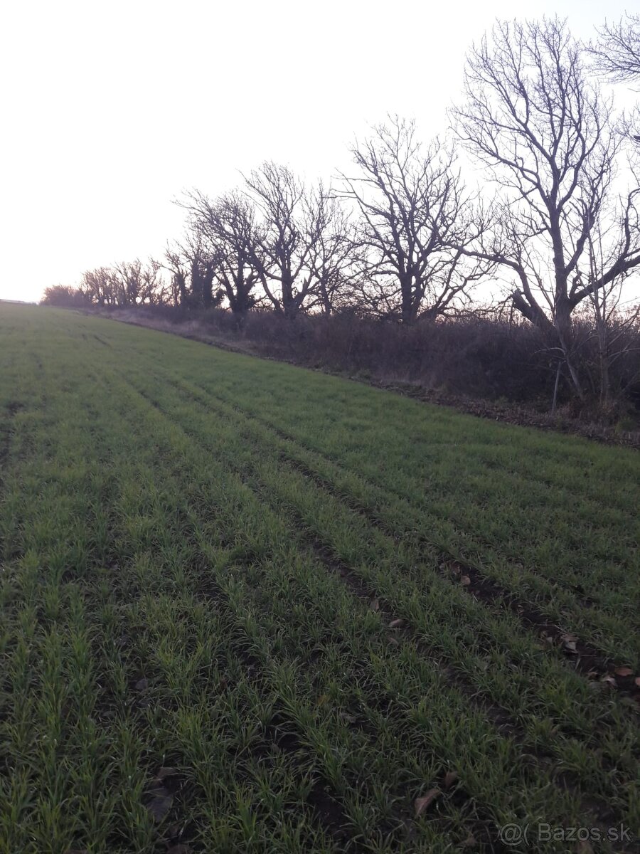 Čerešňové a orechové drevo na kúrenie a údenie - 2