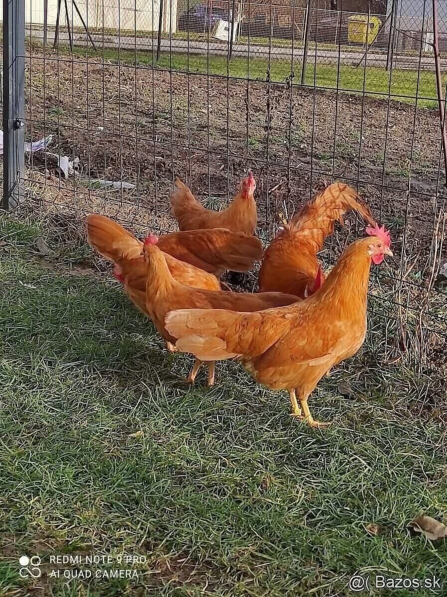 Vlaška žltá zdr NV - 2