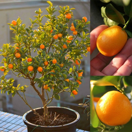 kumquat - 2