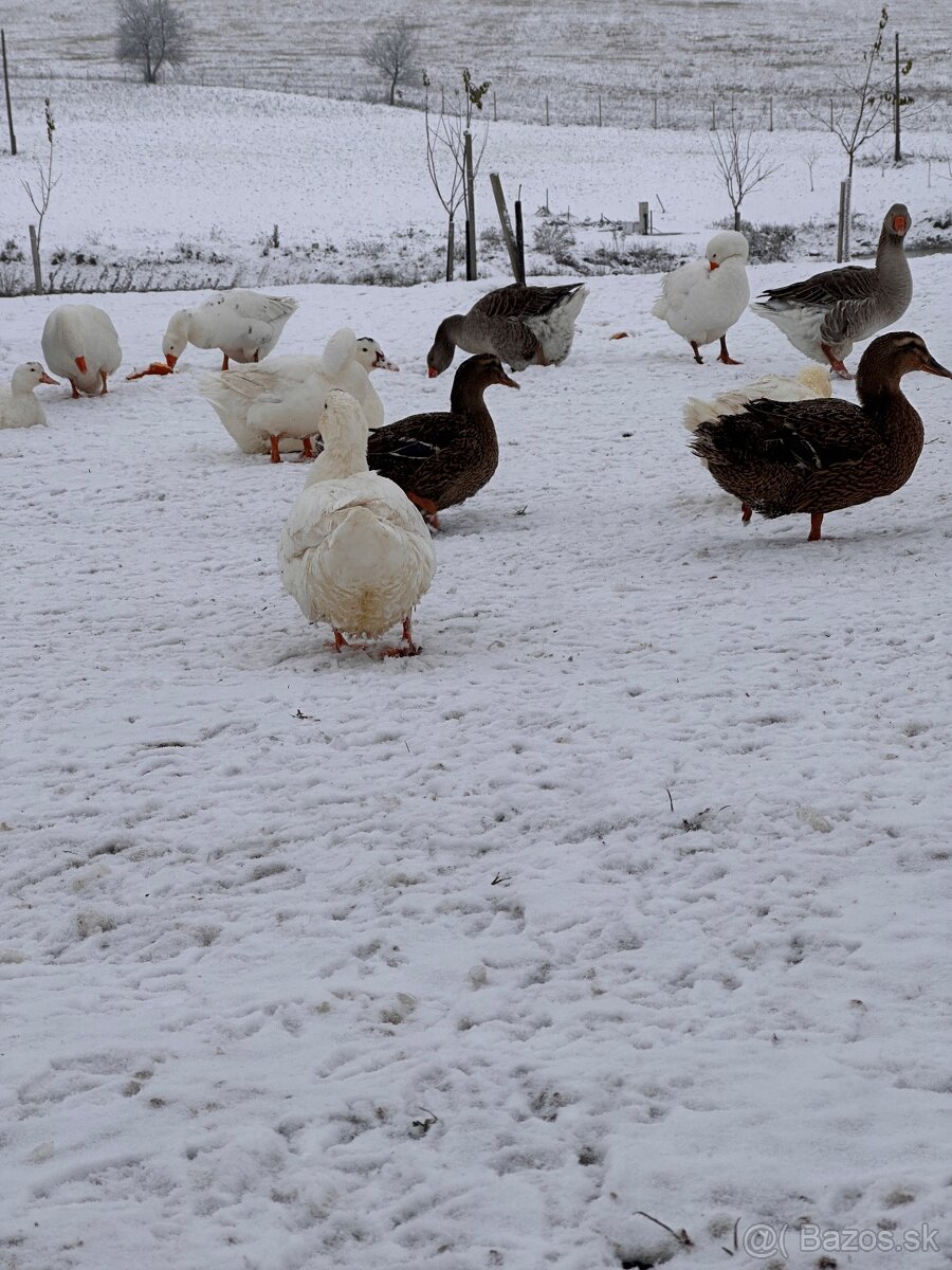 Predalm ruanské kačky, káčerov a husi - 2