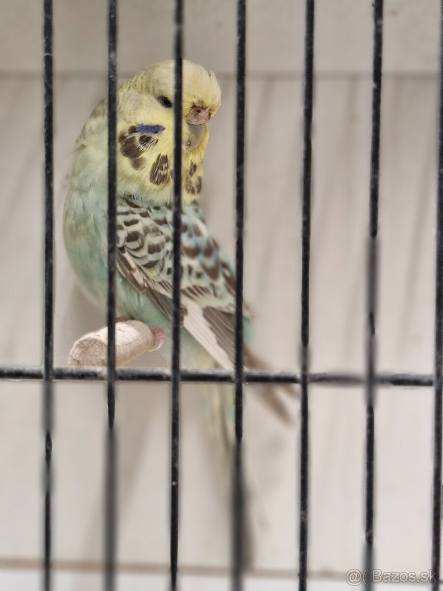 Andulky výstavné - 2