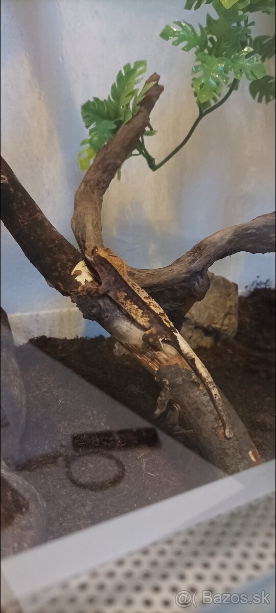 Pagekon riasnatý - 2