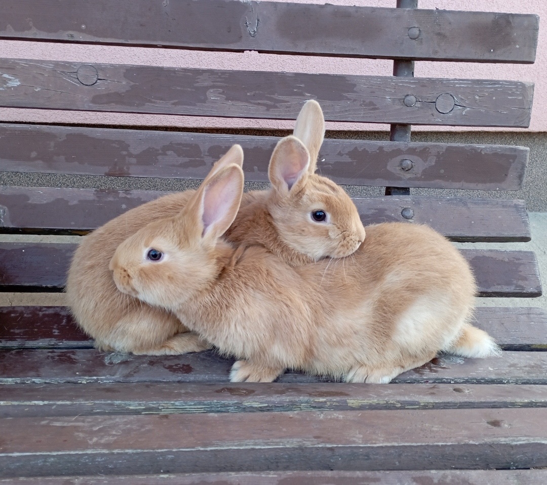 Zajačník kralikáren - 2