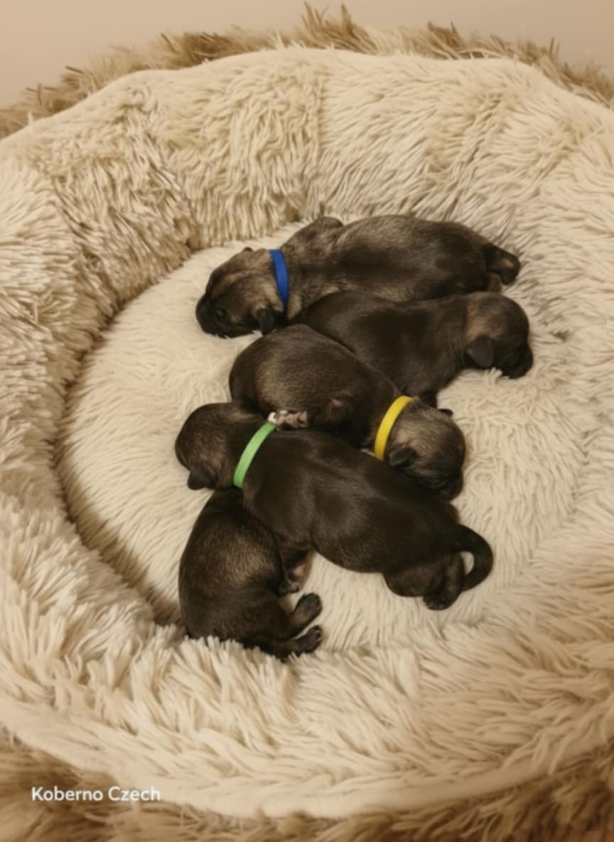 Bradáč malý korenie a sol s PP - 2