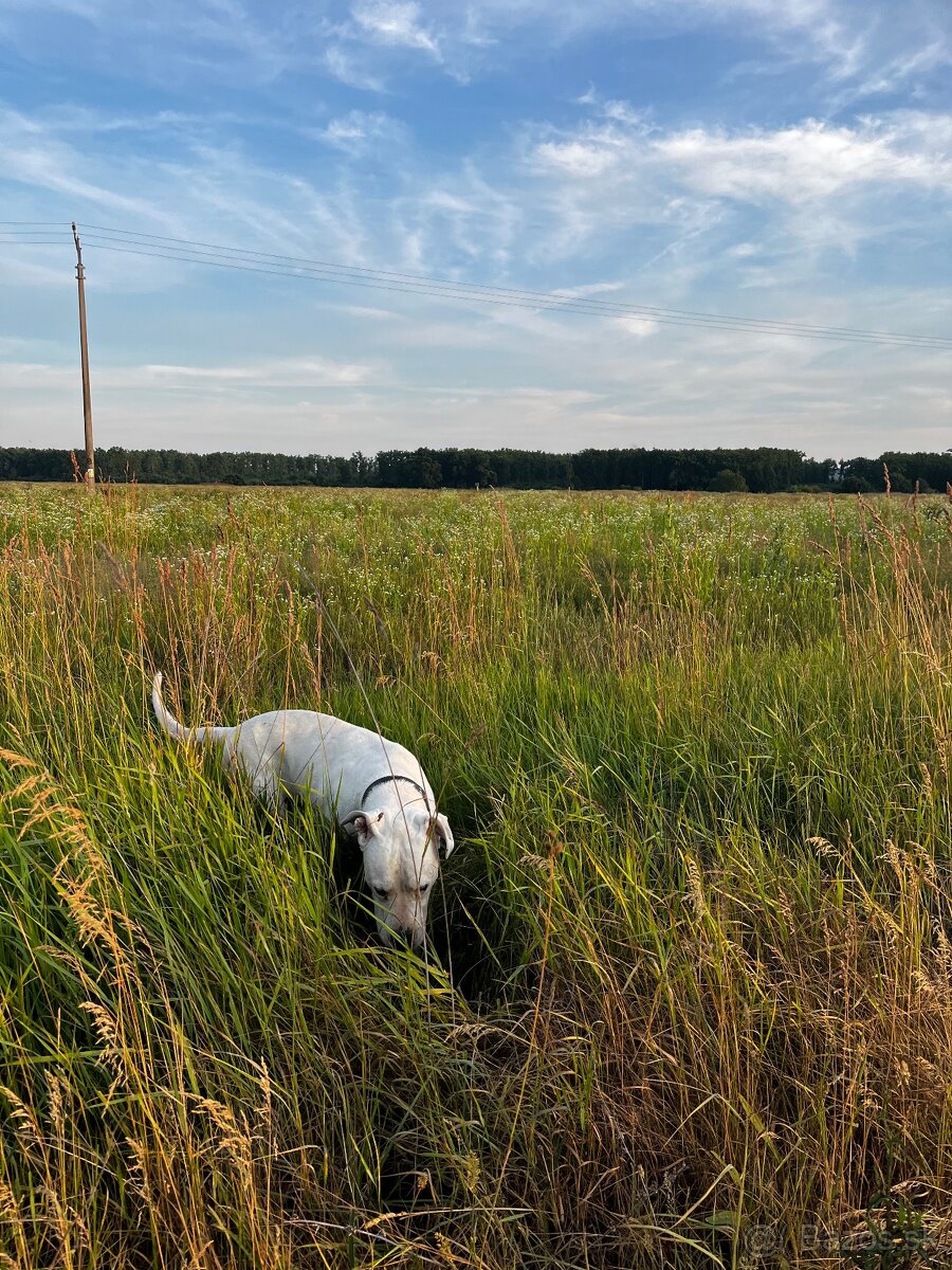 Ponúkam na krytie. - 2