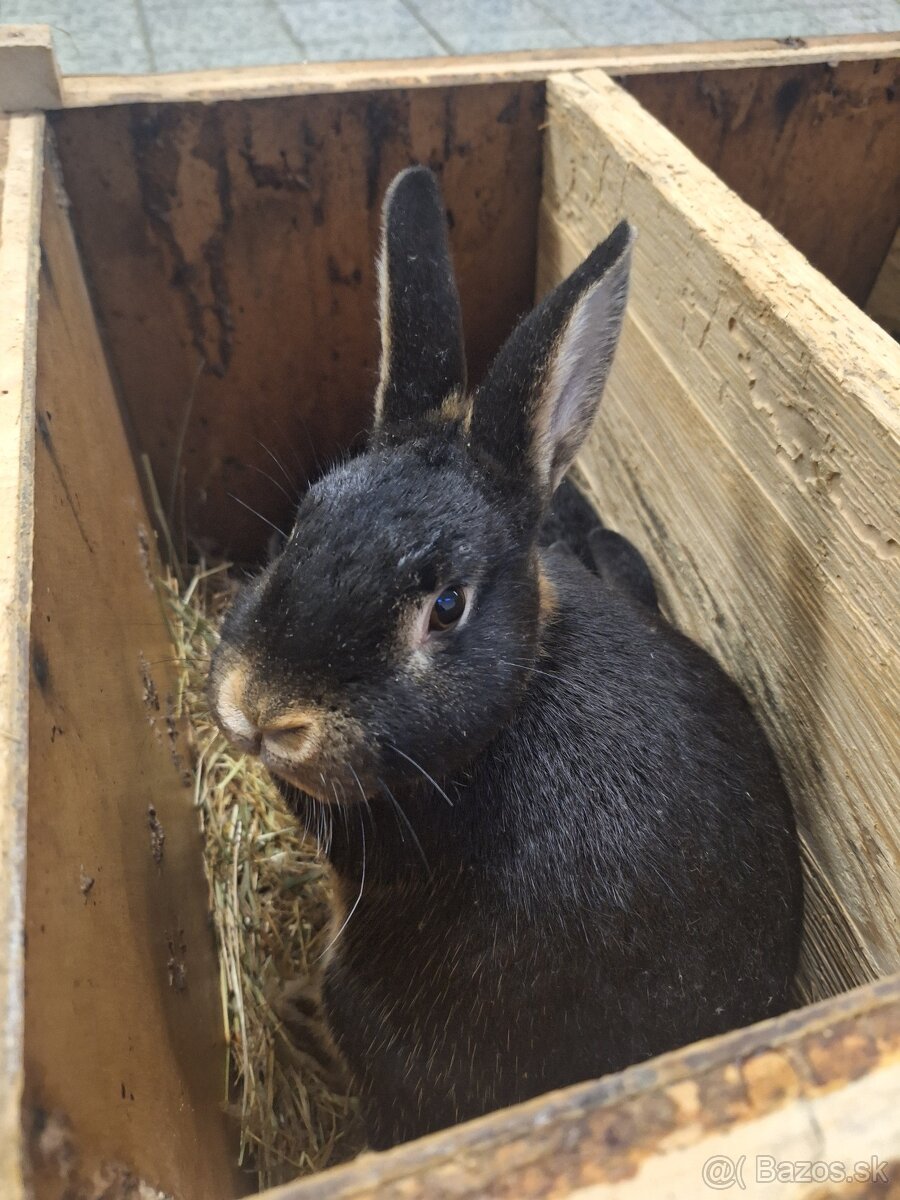 Predávam zakrslé králiky - 2