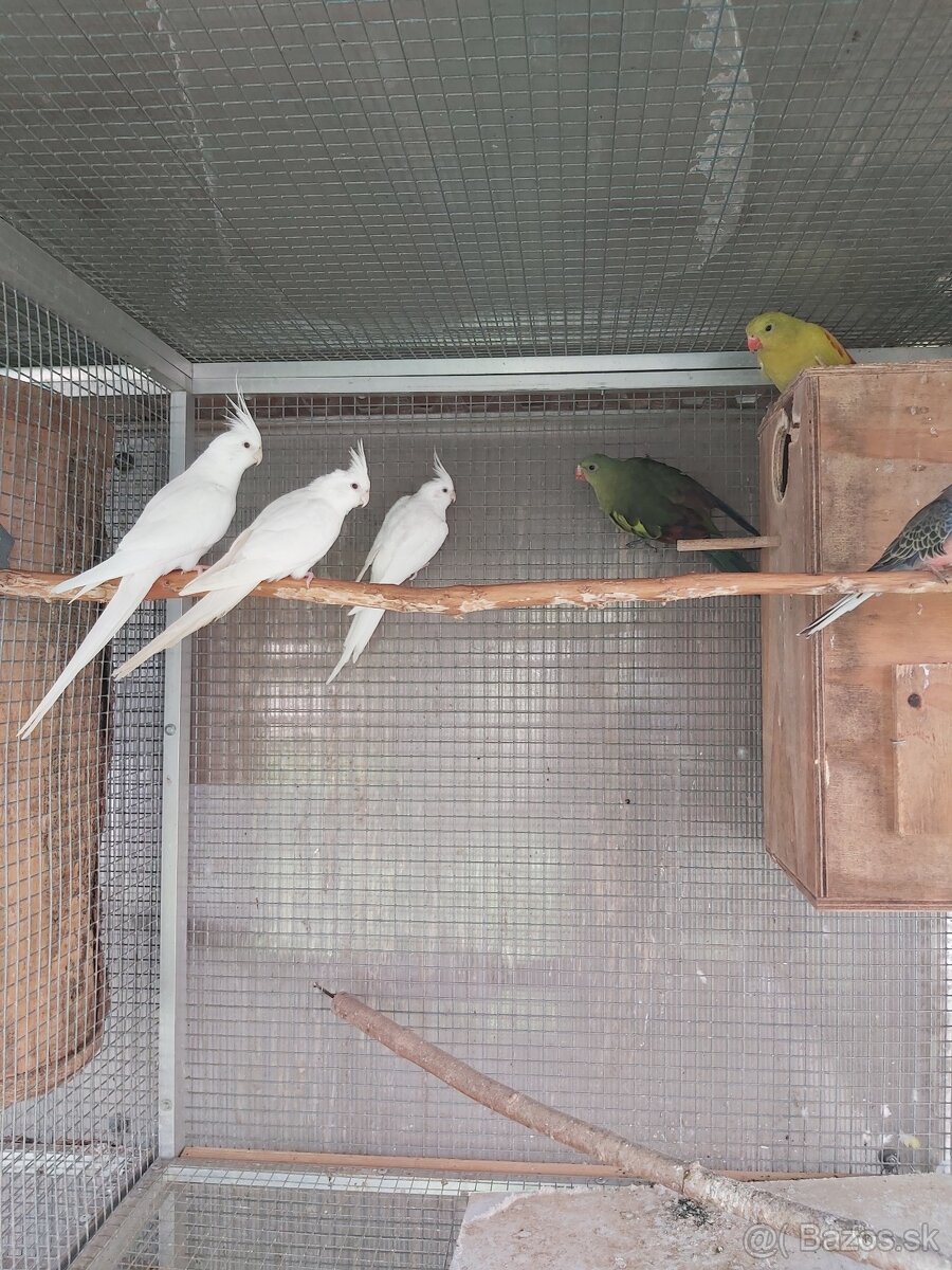Predám rôzne druhy papagájov - 2