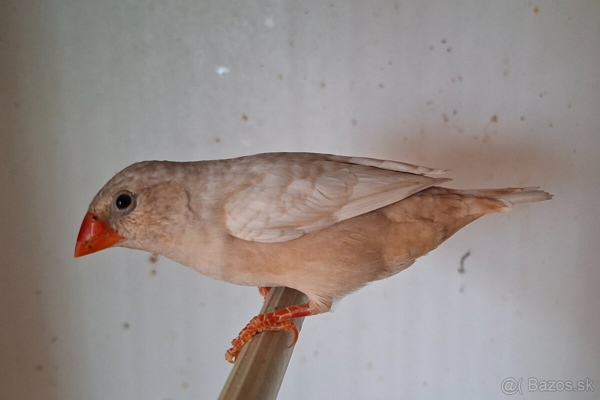 Predám zebričku - 2