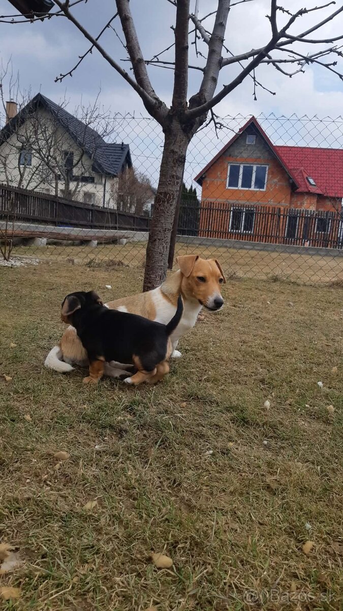 Jack russell terier - 2