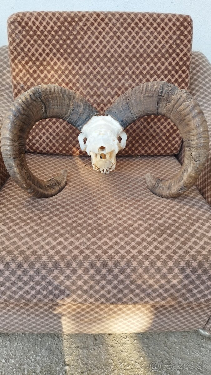 Predám trofej muflona parožie zhody trofeje - 2