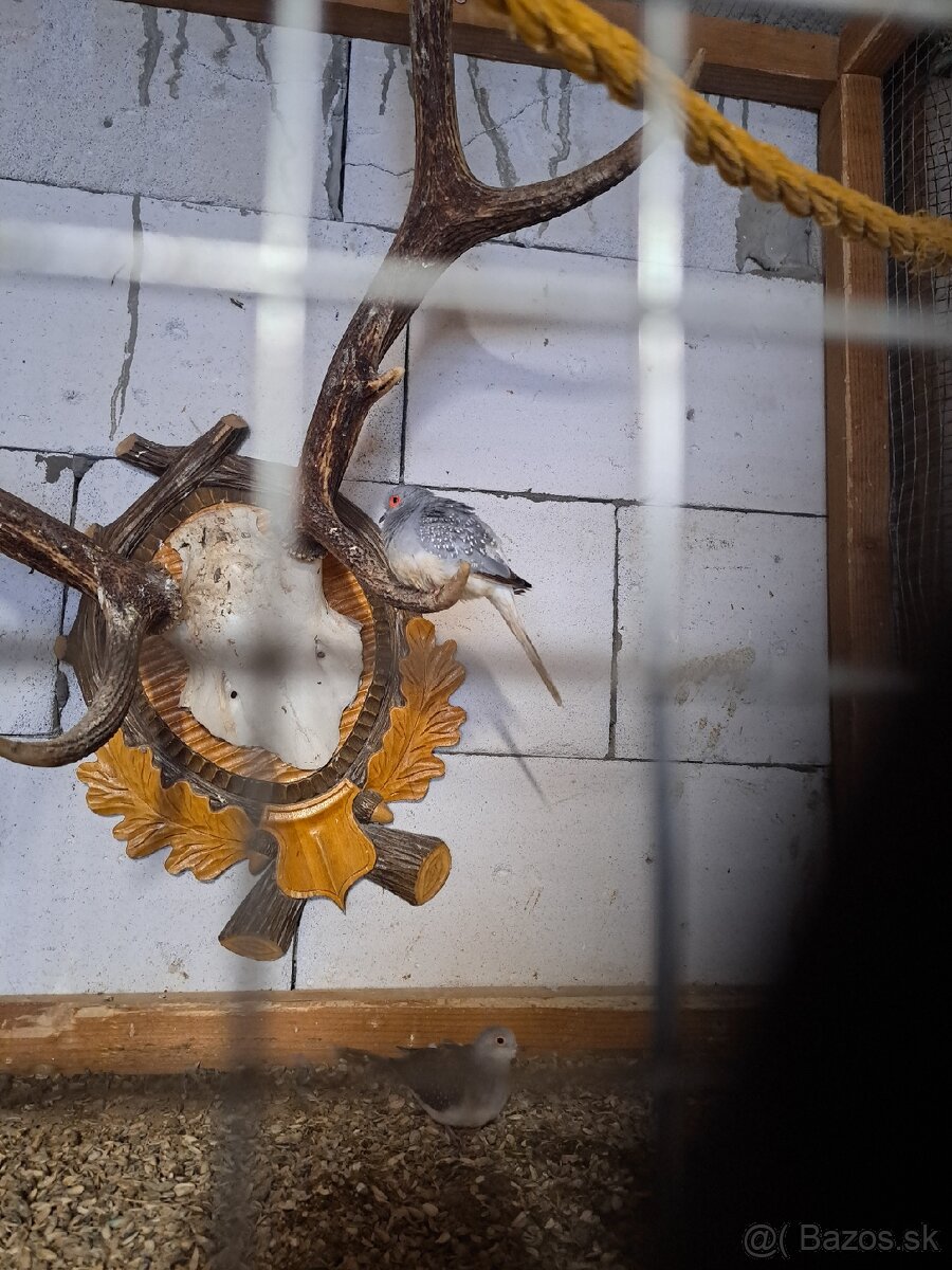 Holubky diamantové - 2