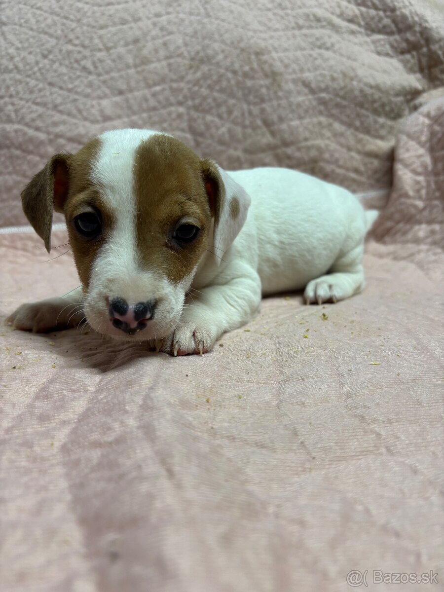 Jack russel terier - 2