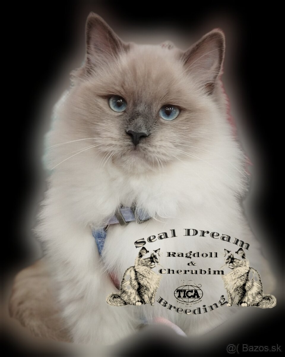 Ragdoll & Cherubim - 2