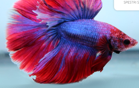 Bojovnica pestrá - 2